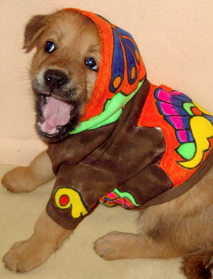 Ręcznie malowane ubrania dla psów. Markery to tkanin.