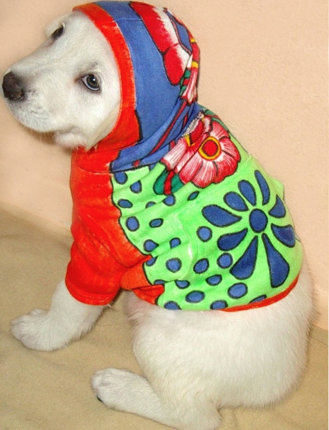 Psi prezentownik. Ręcznie malowane ubranka dla psów.